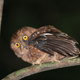 Newly Described Owl Species Looks Like a Meme and Sounds Like a Squeaky Toy
